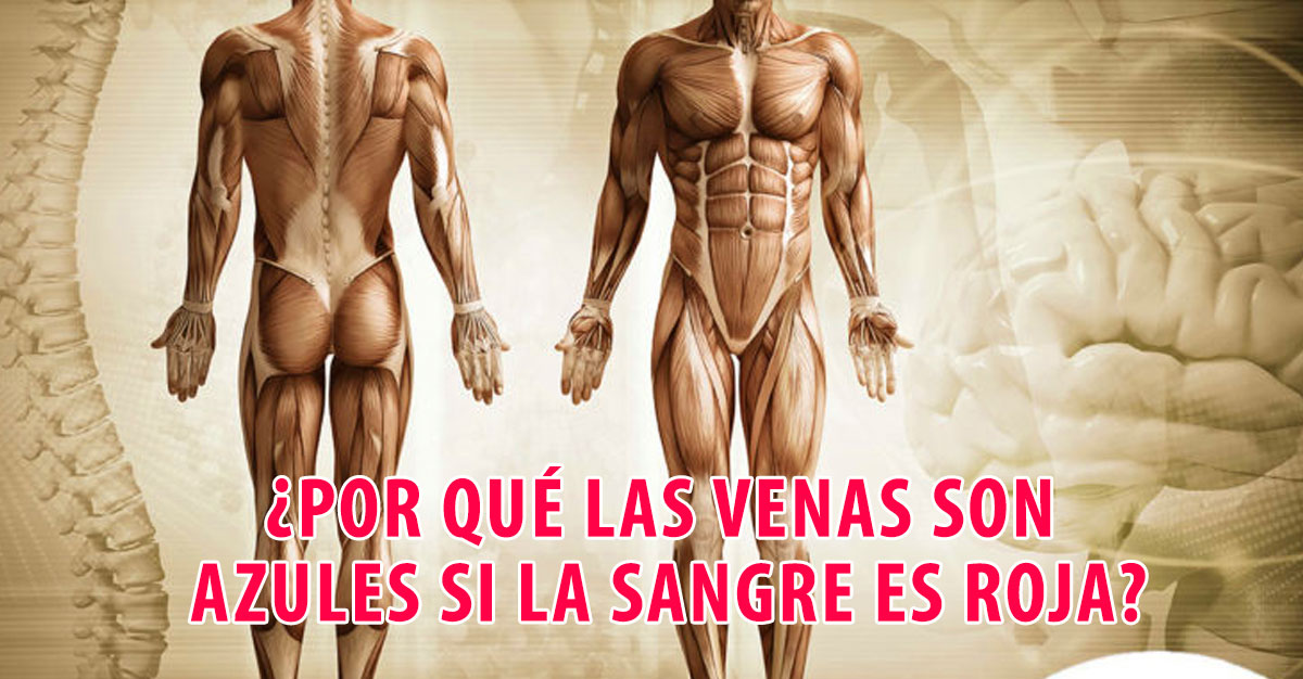 6 Curiosidades Sobre Tu Cuerpo Que Siempre Quisiste Saber