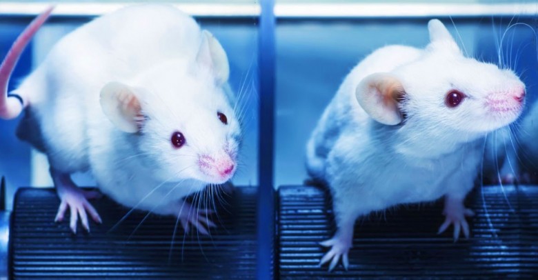 Devuelven la vista a ratones ciegos con un trasplante de células madre