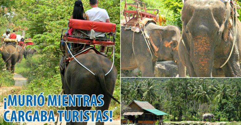 Muere un elefante por agotamiento mientras cargaba turistas