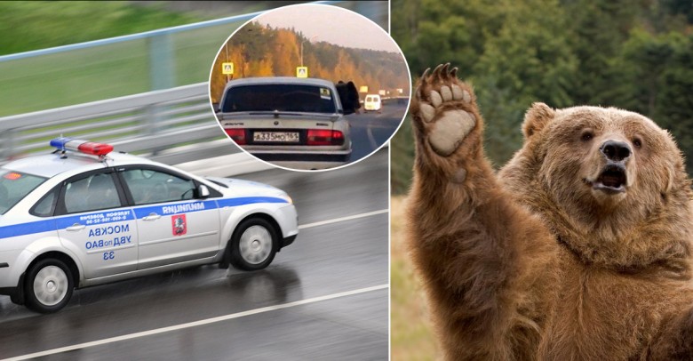 Llevaban un oso en el coche, la policía los detiene y los deja ir porque el animal llevaba cinturón de seguridad