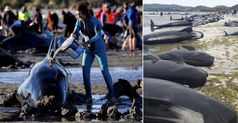 400 ballenas quedan baradas, 300 han muerto.  La lucha por salvar las otras 100 sigue