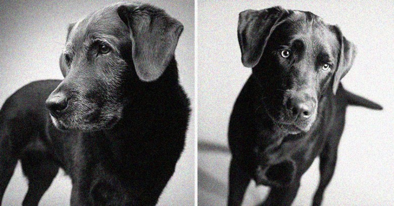 ¿Cómo envejecen los perros? Un proyecto fotográfico curioso y enternecedor