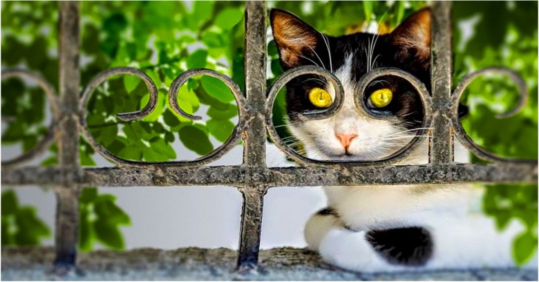 20 Fotografías de gatos tomadas en el momento justo