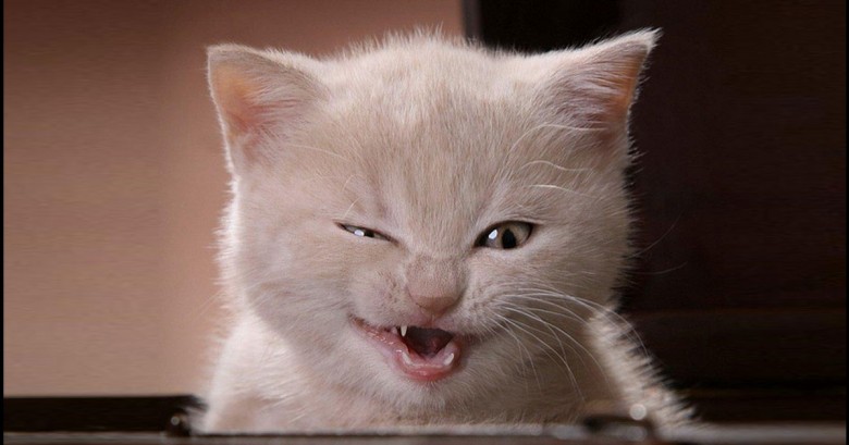 Las 100 fotos de gatos más simpáticas de todos los tiempos