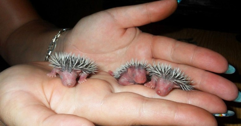 15 Animales nunca habías visto recién nacidos
