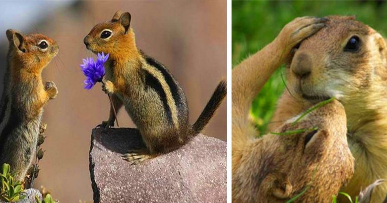 35 animales enamorados que te darán un poco de celos