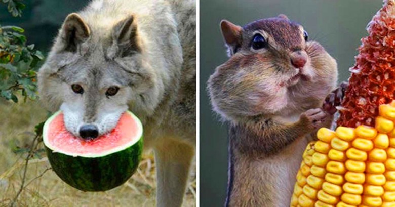 19 animales que se ven adorablemente graciosos mientras comen