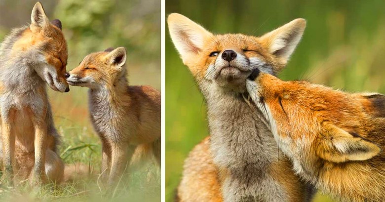 Los zorros rojos son fantásticos, compuébalo gracias a estas fotografias