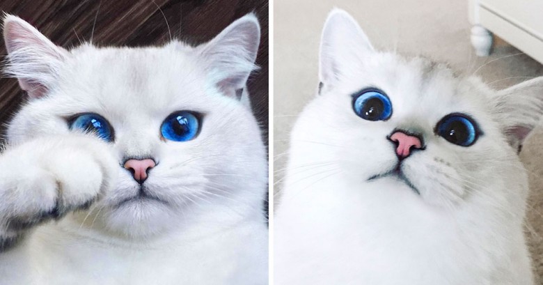Este gato tiene los ojos más lindos del mundo