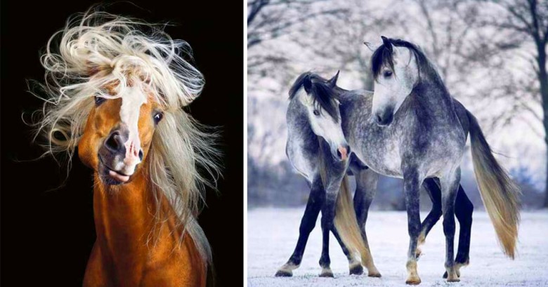 A través de hermosas fotografías, esta joven logra capturar el alma de los caballos