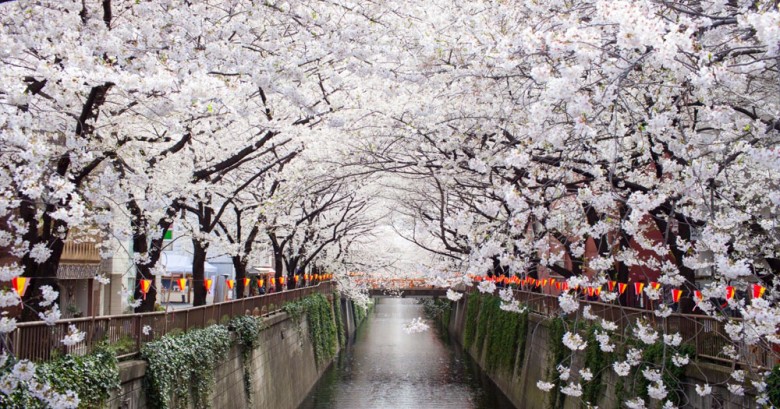 Mira estas mágicas fotografías de Japón en flor