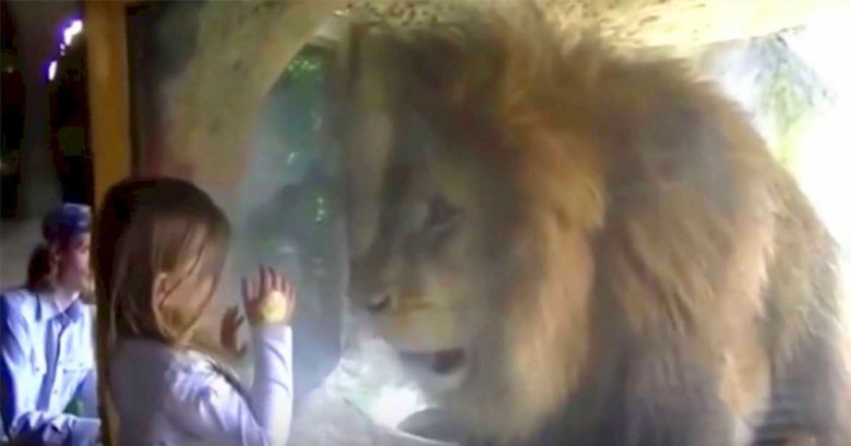 Una niña le envió un beso a este enorme león, mira lo que sucede después