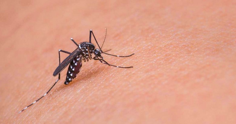 Descubre el motivo por que los mosquitos pican a unas personas más que a otras