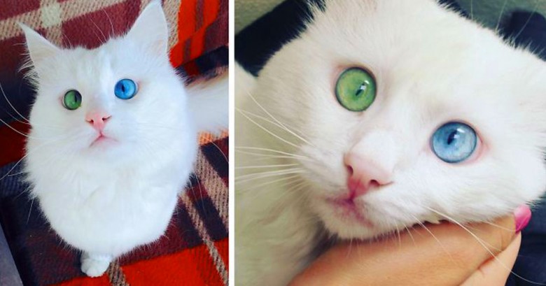 Conoce a ALOS, este simpático gatito, blanco como la nieve y con unos ojos que hipnotizan