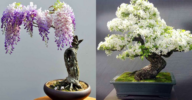 Mira estos 20 bonsái, sin duda son los más hermosos de todos los tiempos
