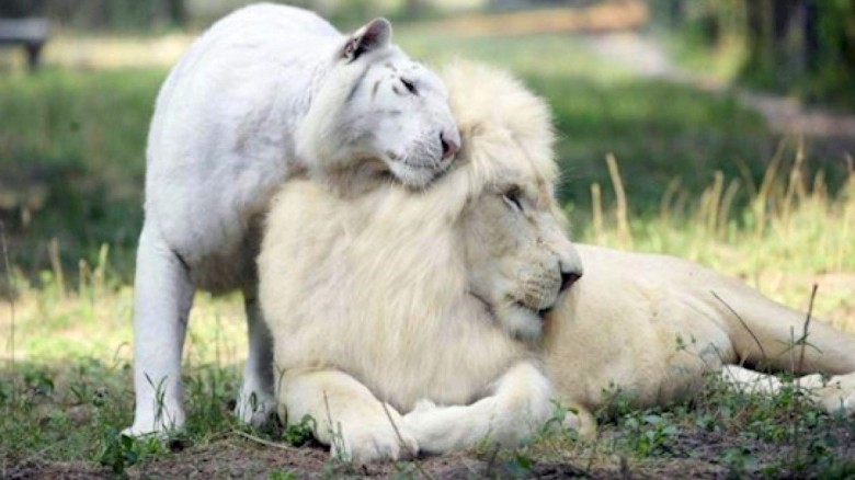 Cruzaron un León Blanco con una Tigresa Blanca y estos son sus adorables bebés, son extremadamente lindos y únicos