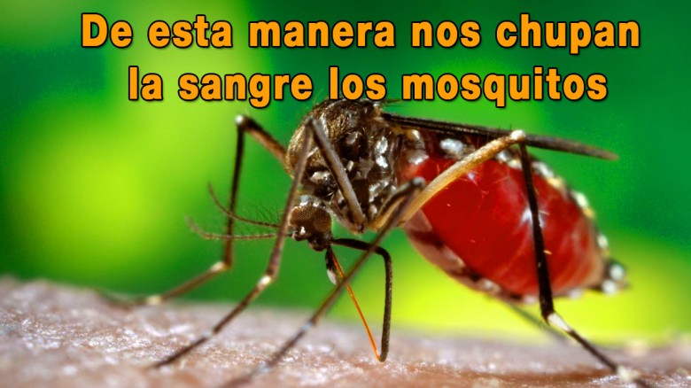 Esta es la inquietante manera como nos chupan la sangre los mosquitos