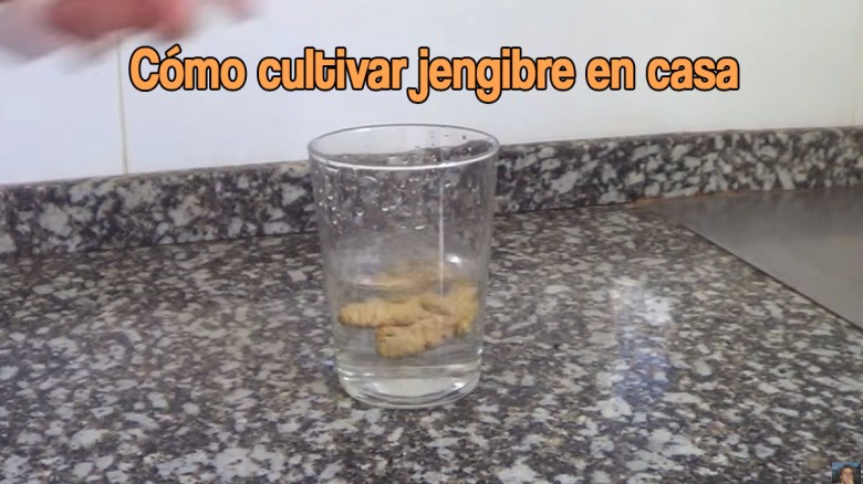 Cómo cultivar jengibre en casa con éxito