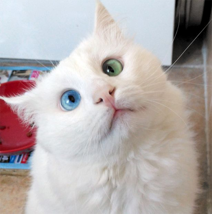heterochromia-cat-cross-eyed-alos-29