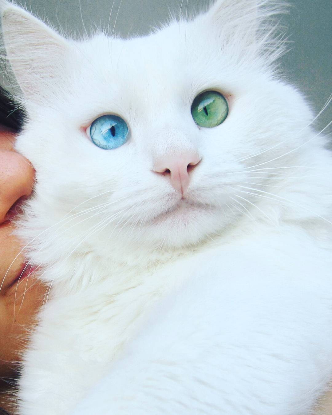 heterochromia-cat-cross-eyed-alos-5