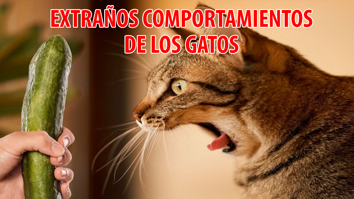 Gato Mueve La Cola Cuando Lo Acaricio